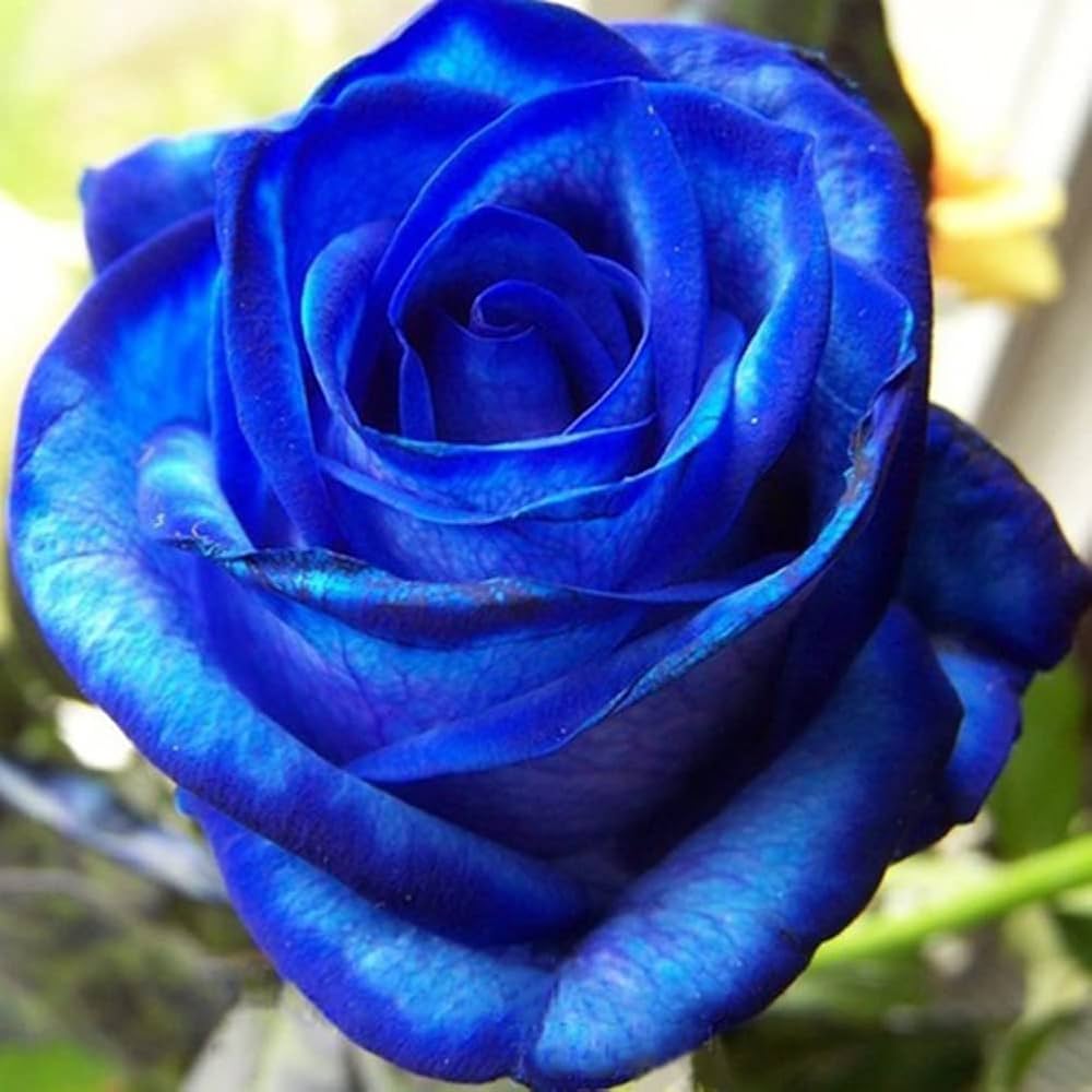 Midnight Supreme Rose Dark Rose Flower - for planting in home garden